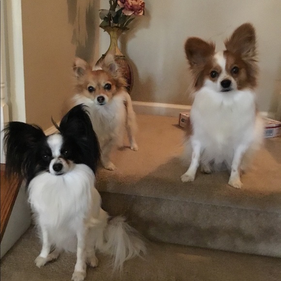 Meet your Posher, Nancy - Picture 3 of 4